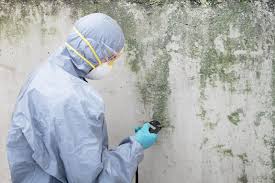 Best Basement Mold Removal  in Parksdale, CA